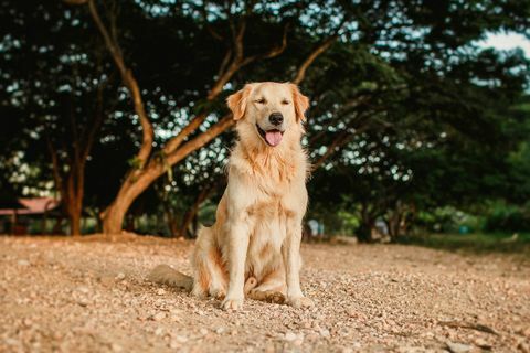 Golden Retriever lächelnd