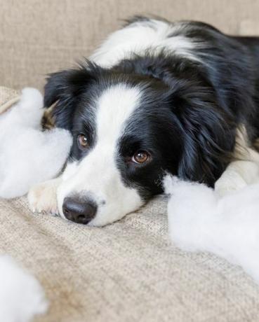 Hund beißt Sofa