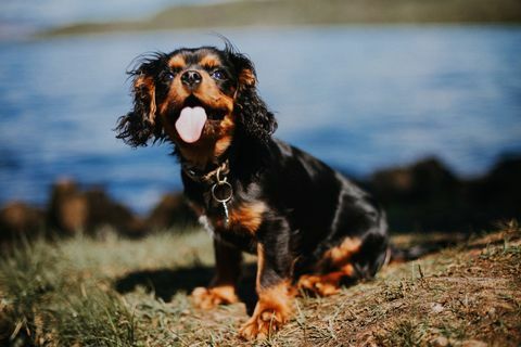 Unbekümmerter Welpe Königs Charles Spaniel durch See