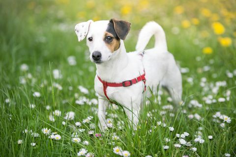 Jack-Russell-Terrier auf einer Wiese mit Blumen