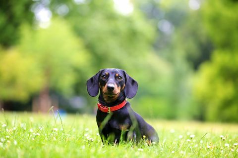 Mini-Dackelhund, der im Gras sitzt