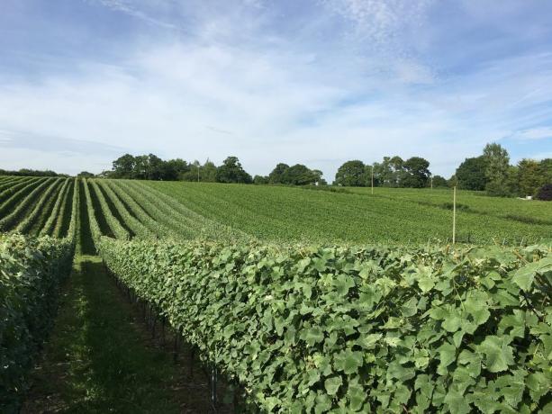 Weinberg aus englischer Eiche