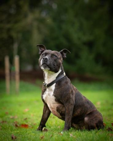 roxy der suchhund der polizei