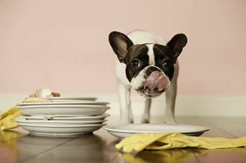 Hund leckt Teller auf dem Boden