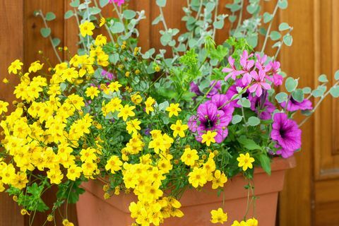 bidens ferulifolia schöne gelbe blumen zusammen mit anderen pflanzen in den topf gepflanzt, sommerterrasse