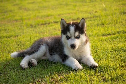 Siberian Husky Welpe, der auf Feld ruht