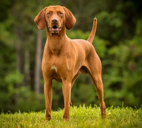 ein glücklicher vizsla steht mit offenem mund auf dem gras, während er in die kamera schaut