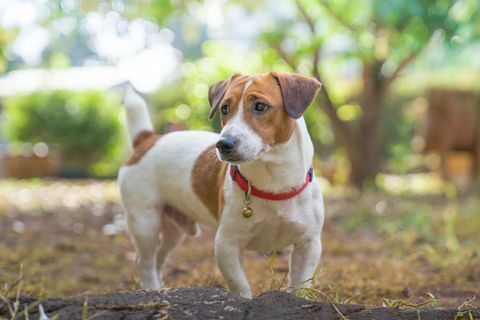 Porträt von Jack Russell Terrier ein Hund, der auf dem Hinterhof im Licht eines morgendlichen Sonnenaufgangstiers im Sommer spielt