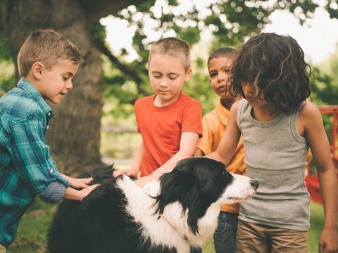 Hund, der draußen mit einer Gruppe Kindern spielt