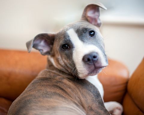 Staffordshire bull terrier