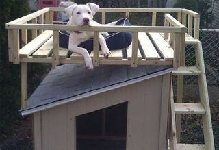 Hundehütte mit Dachterrasse