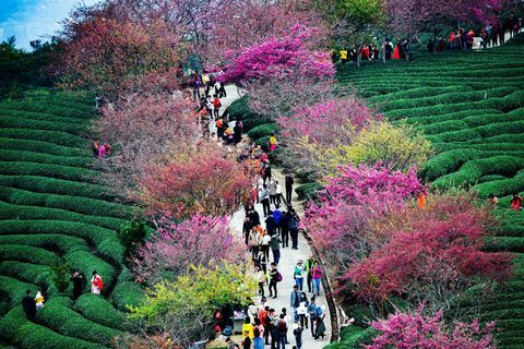 Kirschbäume an einer Teeplantage in Yongfu-Stadt in Longyan, Fujian-Provinz von China