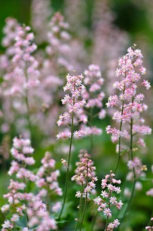 blühende Heucherella in einem Blumenbeet im Garten aus nächster Nähe fotografiert