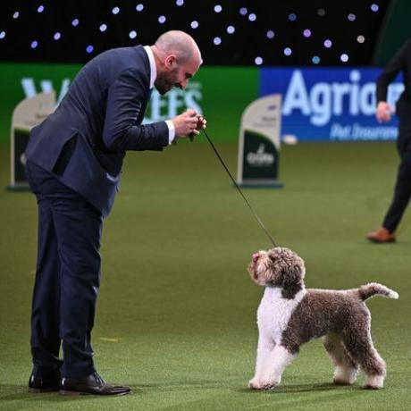 Crufts-Best-in-Show-Gewinner 2023