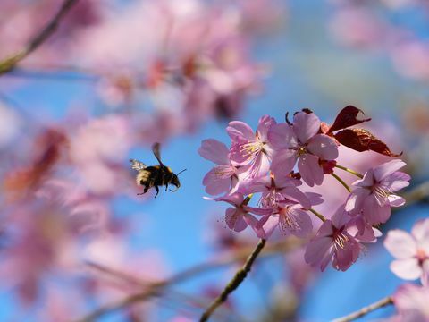 National Trust startet Bloomwatch, um Japans Hanami nachzuahmen