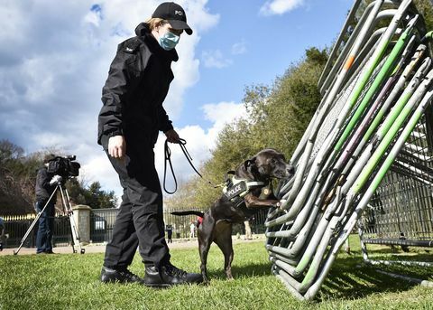 roxy der suchhund der polizei