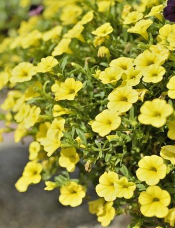 gelber Calibrachoa in einem Pflanzer in einem formellen Garten schöner Sommerhintergrund