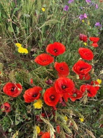 Mohnblumen wachsen auf den weißen Klippen von Dover