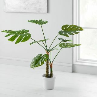 Monstera-Pflanze im Topf