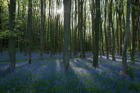 Nicki Chapman, Flucht aufs Land 