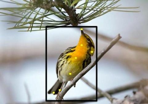 Hier ist eine coole neue Möglichkeit, Ihre Hinterhofvögel zu identifizieren