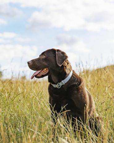 Porträt eines Schokoladenlabradors auf dem Land