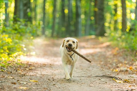 Gelber Labrador mit Stock im Wald