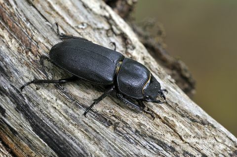 kleiner Hirschkäfer