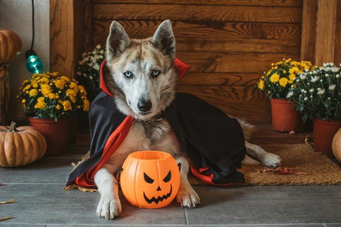 Haushund auf der Veranda im Vampirkostüm für Halloween gekleidet