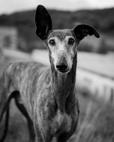 Windhund, der draußen steht