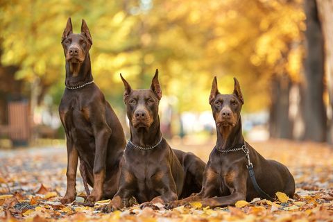 drei dobermann pincher entspannen im park