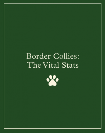 Border Collies