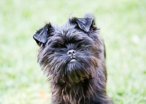 Affenpinscher Welpe