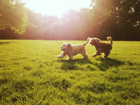 Paare des Cockerspanielhundespielens im Freien