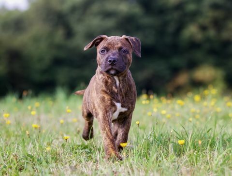 Staffordshire Bull Terrier Welpe