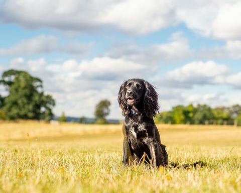 Cocker-Spaniel-Hund