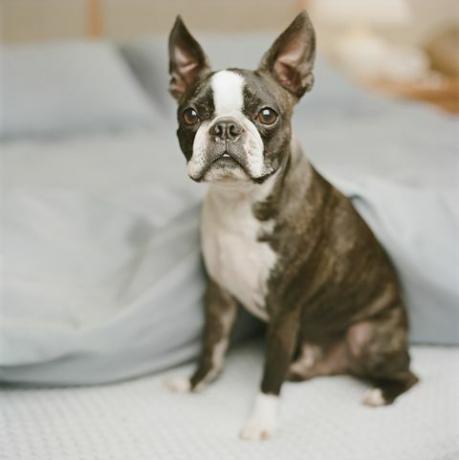 Boston-Terrier, der im Bett sitzt