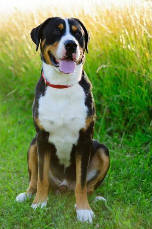 dieser hund ist vielen züchtern auch als swissy bekannt