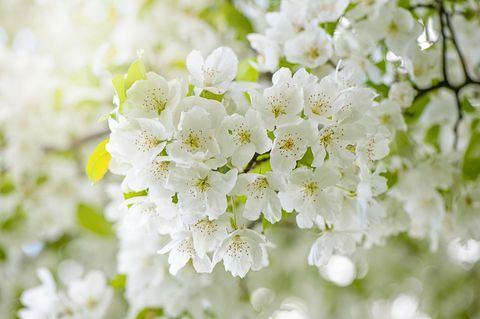 Nahaufnahme, Makrobild der Frühlingsblüte weißer Kirschblüten