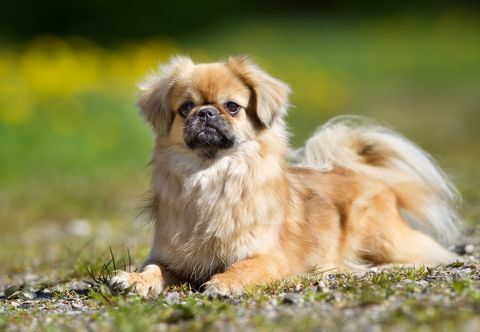 Tibetischer Spaniel-Hund draußen in der Natur