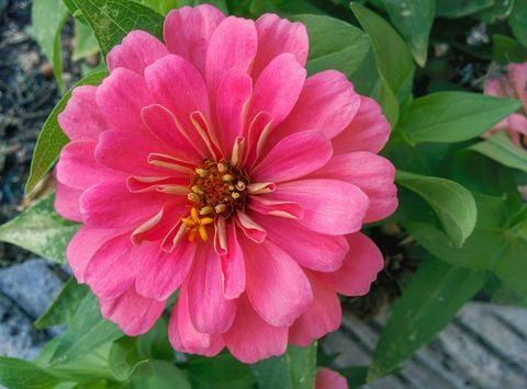 Zinnia rosa Blume