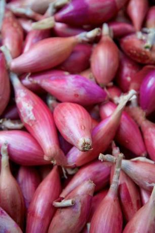 langgestreckte rotviolette Torpedozwiebeln auf dem Bauernmarkt