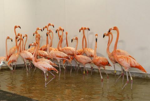 Im Zoo Miami wurden Flamingos in ein provisorisches Gehege gebracht, ebenso Geparden und andere Vögel im Zoo.