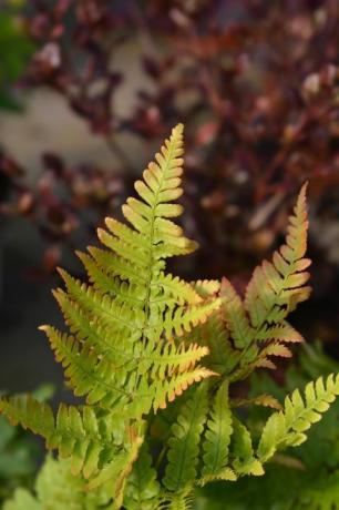 Herbstfarn lateinischer Name Dryopteris erythrosora