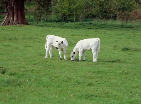 Dinefwr White Park Kälber © National Trust Images Andrew Butler