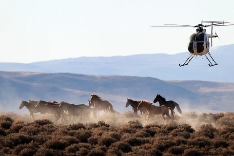 Mustangs in Nevada