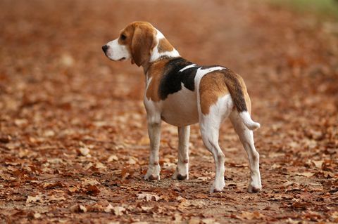 Hundebeagle in der Natur