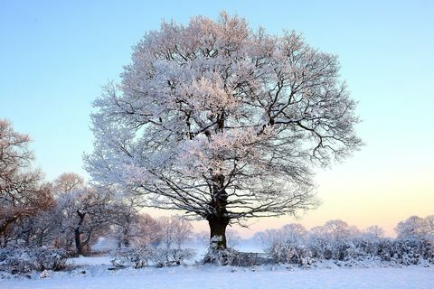 Baum mit Schnee bedeckt