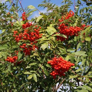 Eberesche – Sorbus aucuparia