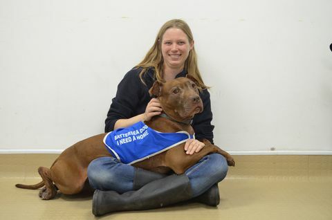 Hund Haustier Welpe Labrador Battersea Hunde nach Hause